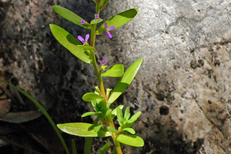 Lythrum thymifolia / Salcerella con foglie di timo